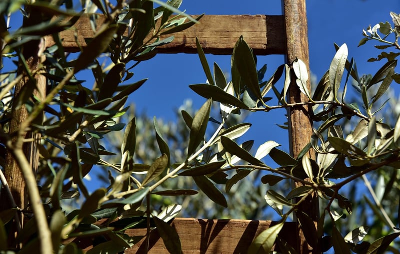 Olive Plant