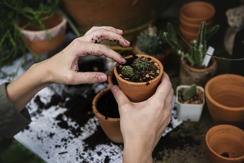 Indoor plants for small spaces